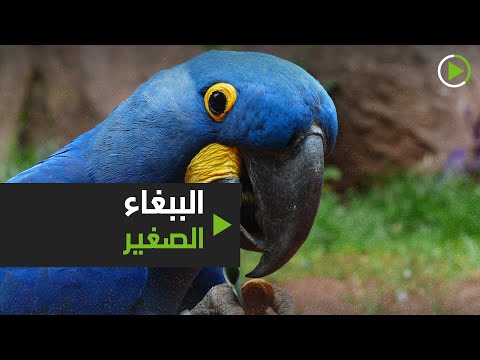 شاهد الببغاء الصغير هامليت يلقي التحية ويطرح الأسئلة