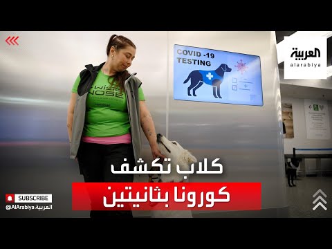 شاهد الكلاب تكتشف مصابي كورونا في ثانيتين