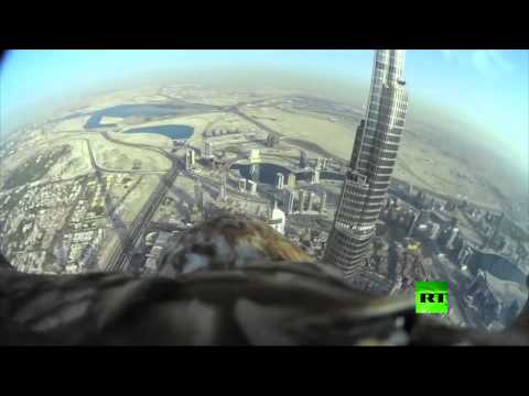 حملة للحفاظ على نوع من النسور من الانقراض