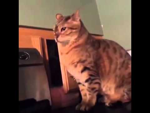 شاهد قط ماكر يتصرف بحكمة