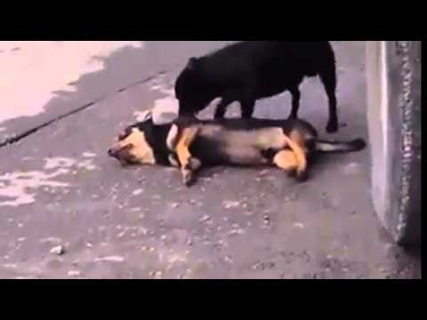 شاهدكلب لا يصدق أن صديقه مات ويحاول إسعافه