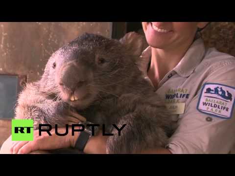 باتريك الومبت الأضخم حجمًا في العالم