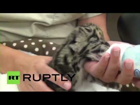 مولود ذكر للفهد المرقط المهدد بالانقراض فيديو