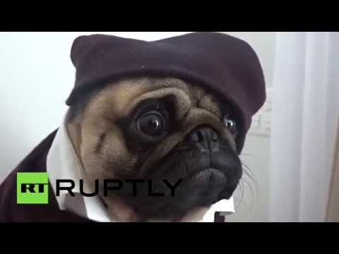 نوتيللو يحقق شهرة كبيرة عبر الإنترنت بالفيديو