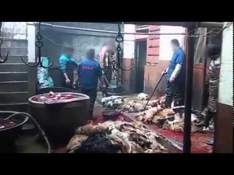 شاهد قتل الكلاب بوحشية في الصين