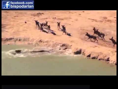 مواجهة بين بعض الضباع ووحيد القرن