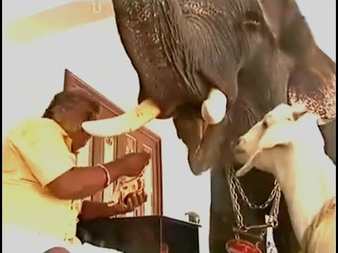 أسرة تُربي فيلًا ضخمًا داخل منزلها