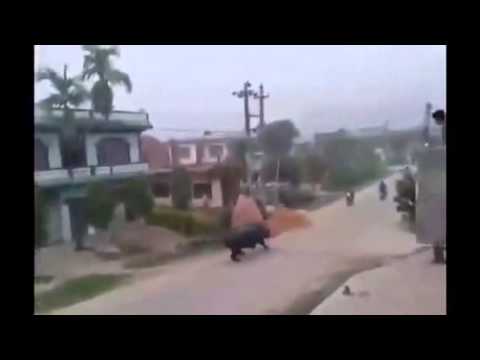 شاهد وحيد قرن يتسبب في مقتل وإصابة 7 أشخاص