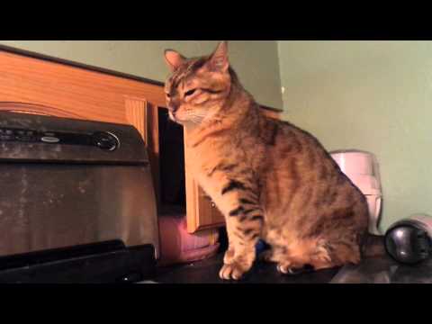 شاهد قانون الحرب عند القطط