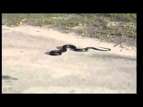 بالفيديو لحظات خروج الروح من أفعى