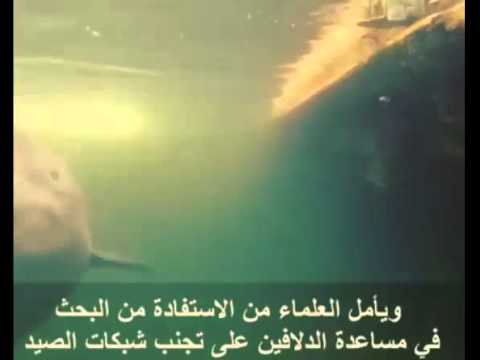 طريقة الدلافين لاصطياد فرائسها
