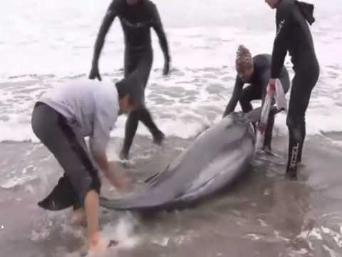 بالفيديو إنقاذ 150 دولفين دفعتهم التيارات إلى شاطئ هوكوتا