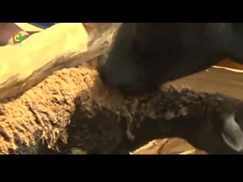 شاهد بقرة تقتل الخراف وتأكلها