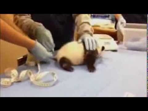 شاهد باندا تصرخ كالأطفال في حديقة سميثسونيان