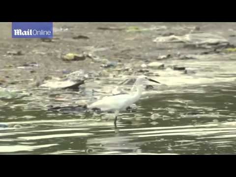 شاهد البحث عن الطعام داخل أنهار القمامة في الفلبين