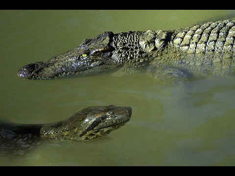 شاهد ثعبان أناكوندا ضخم ينقض على تمساح ويلتهمه