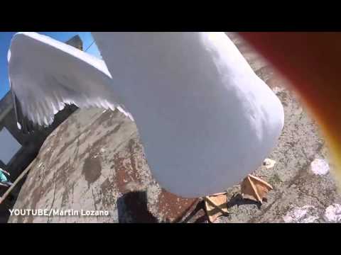 شاهد لقطات مذهلة من تصوير طائر النورس