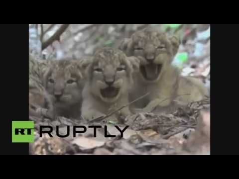بالفيديو ولادة أشبال أسود آسيوية مهددة بالانقراض