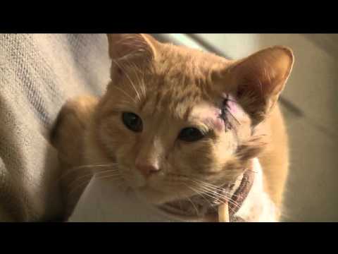 شاهد قط “بطل” يتلقى رصاصة طائشة بدلا من ابن مربيته وينقذه