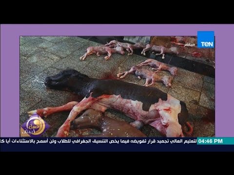 شاهد منة فاروق تعرض صورة لذبح ماشية أنثى حامل