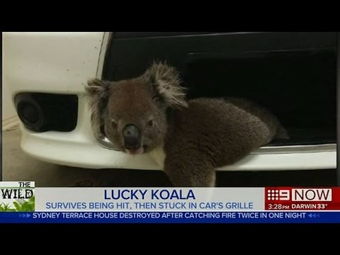 كوالا ينجو من الموت بعد اصطدامه بسيارة سرعتها 100 كلم