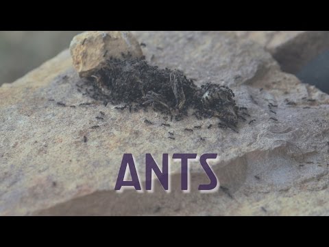 شاهد النمل يحول عصفورة إلى هيكل عظمي