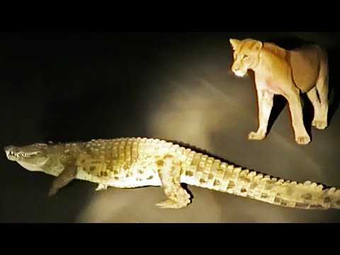 صراع بين أسد وتمساح على بقايا غزالة