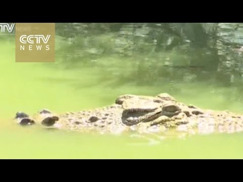 شاهد ظهور تمساح مهدد بالانقراض في أستراليا
