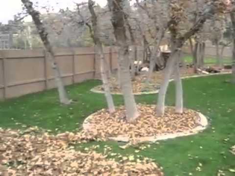 بالفيديو  كلب هيسكي خفيف الظل يلهو في الشارع