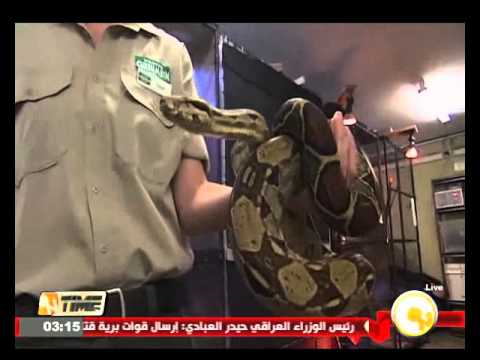 شاهد أستراليا تكثف إجراءاتها للقضاء على الثعابين البنية السامة