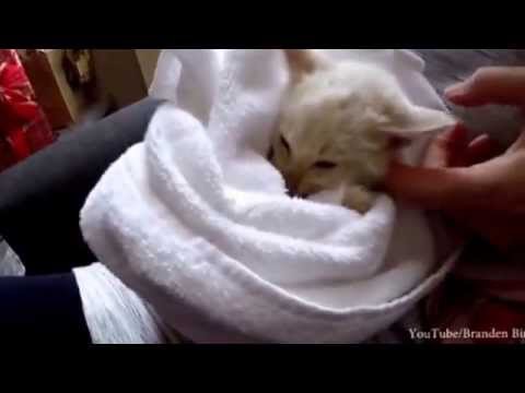 طفل يساعد سمكة “الراي” على ولادة 15 صغيرا