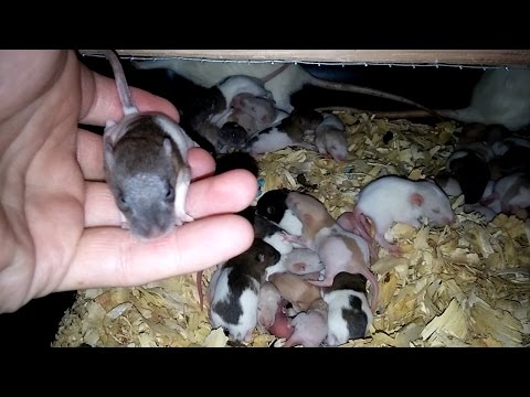 العثور على  فئران “وحشية” في جامعة في الصين