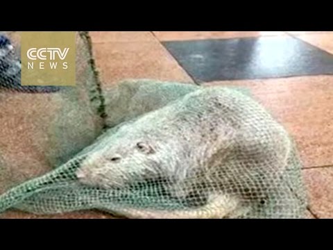 شاهد  العثور على فئران وحشية طولها متر