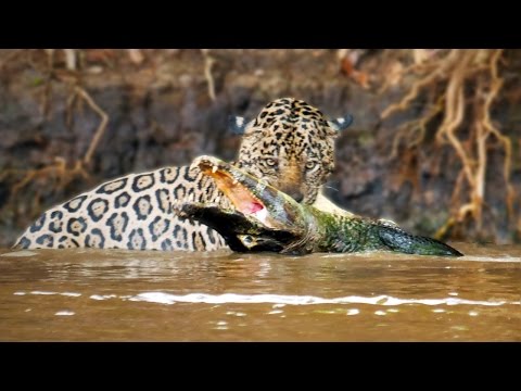 شاهد معركة مميتة بين تمساح ونمر في أحد الأنهار