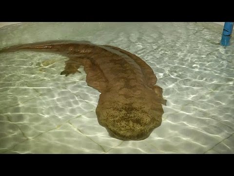 شاهد العثور على حيوان برمائي عملاق