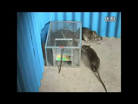 شاهد قفص للقبض على 4 فئران ضخمة بدون أي مجهود