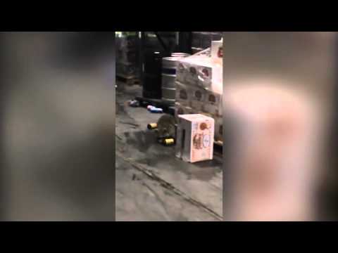 شاهد حيوان راكون في حالة سكر