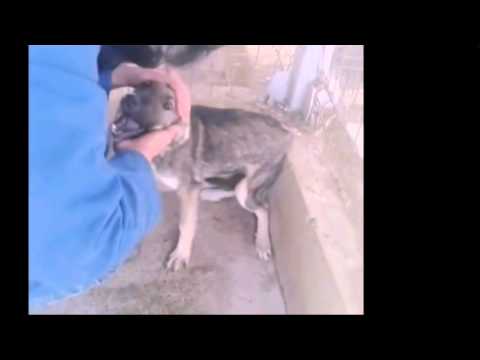 كلبة تبكى عند معاملتها بلطف لأول مرة فى حياتها