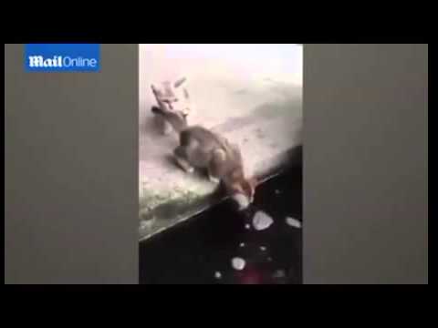 فيديو سمكة تخرج من الماء