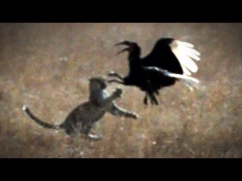 شاهد فهد جائع يخسر المواجهة أمام طائر