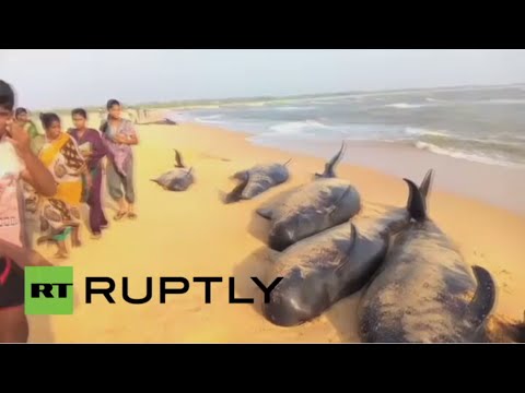 شاهد عشرات الحيتان تنفق في الهند