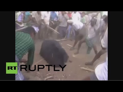 دب مسكين يقع ضحية وحوش بشرية