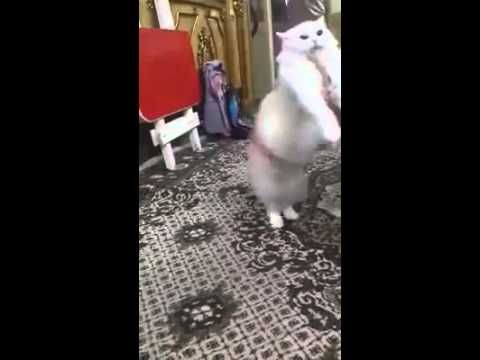 قطة ترقص على أغانى المهرجانات