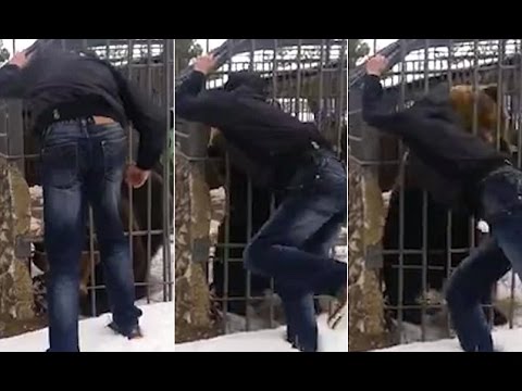 دب يأكل ذراع شاب روسى أراد اللعب معه