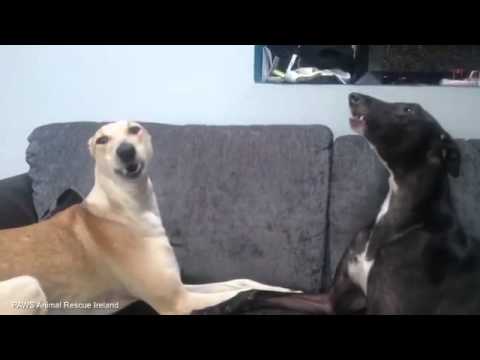 شاهد بالفيديو كلبة تتعافى بعد سنوات من سوء المعاملة