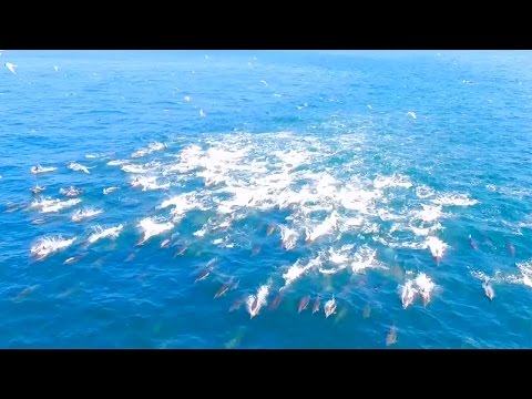 طائرة “درون” توثق رحلة نادرة للدلافين الجائعة في جنوب أفريقيا