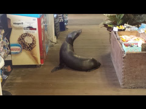 أسد بحر يتجول فى شارع تجارى في أميركا