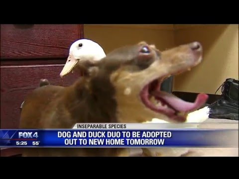 شاهد صداقة غريبة تجمع كلب وبطة في ولاية تكساس