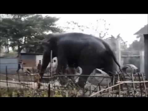 بالفيديوفيل هائج يطيح بالمنازل في الهند