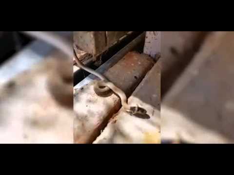 شاهد ثعبان يموت بسبب شبكة عنكبوتية